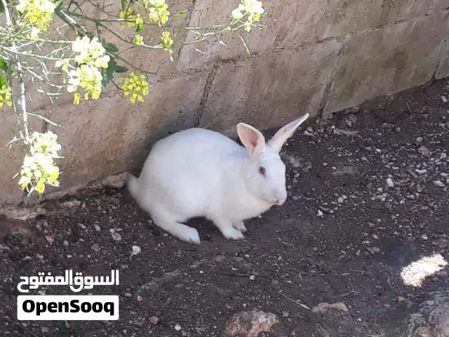 ارانب فرنسي للبيع بسعر مناسب