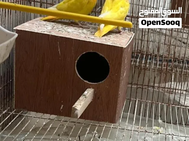 كوبيه بركديلو