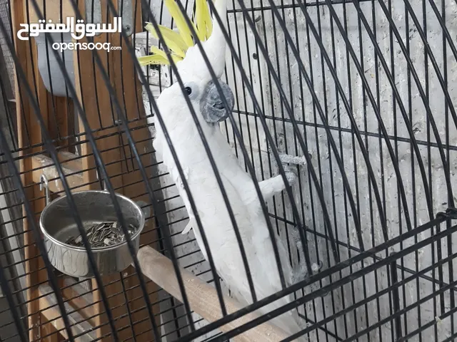 مطلوب ببغاء كاسكو بسعر طري