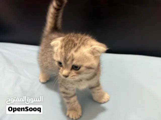 Scottish fold cat for sale
