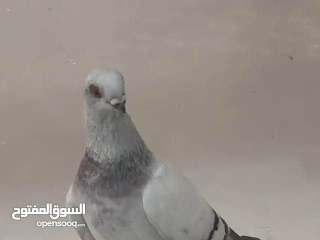 حمام انتاج جيدا جدا 7 حبات
