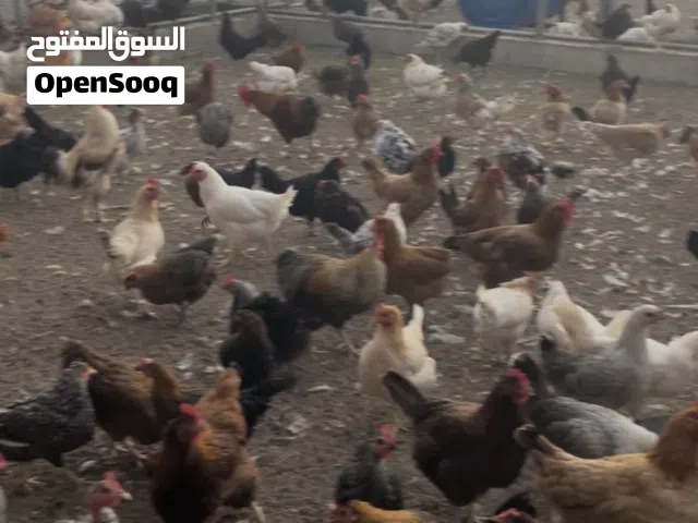 دجاج عماني وفرنسي وكلومي بياض