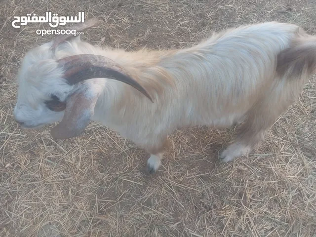 تيس عماني محلي