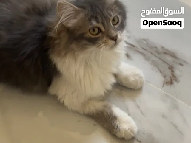 بسه للتبني+اغراضها كامله(ميكس شانشيلا و بلدي)