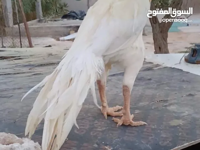 طقمم جاج جاجتين فارسيات وديك ألماني
