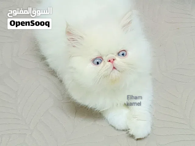 ذكر هيمالايا مستوي واضح