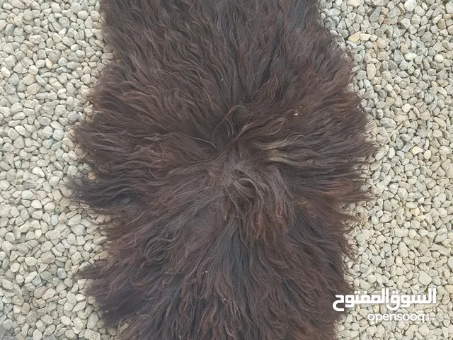 جاعد للبيع غير مستخدم