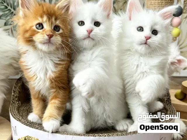 11 weeks old Maine Coon Kittens