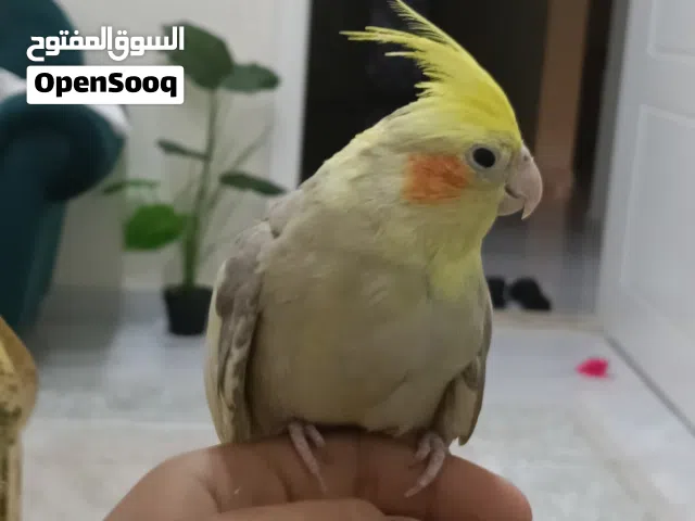 بغبغاء كوكتيل اليف