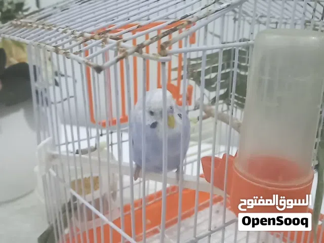 عصفور بقلينو حاجة ربي ايبارك نضيف عمره8شهور للبيع السعر 35 المكان الكريمية شارع الضل