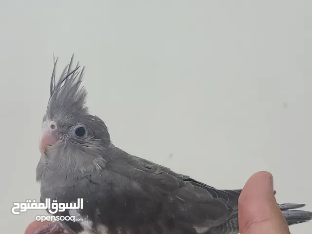 بسم الله ما شاء الله فرخ كوكتيل اليف جداً