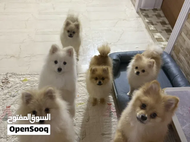 Dog Pomeranian
