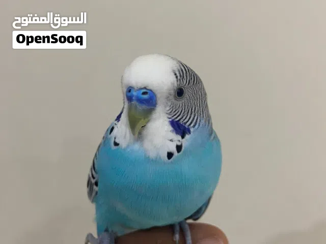 بيع طير بادجي اليف ماعنده عض