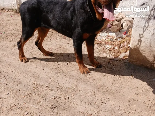 كلب روت للبيع