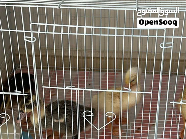 بط صغير