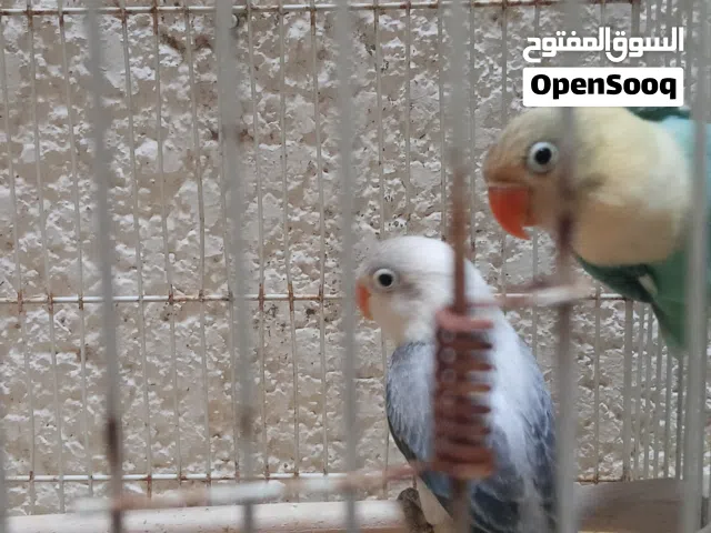 طرفين فيشر
