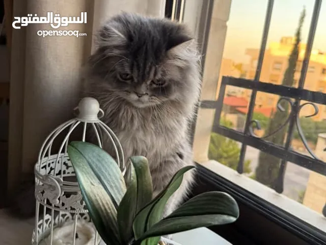 قط منزل للبيع مع اغراضو وكلشي ومدرب