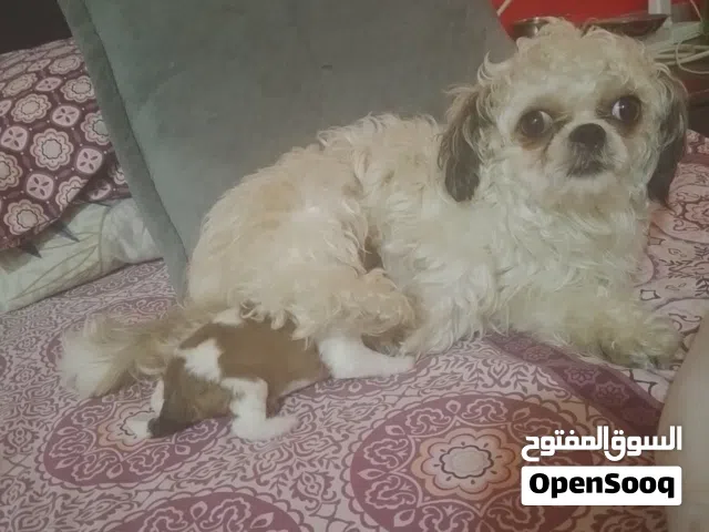 انثي شيتزو بيور ومعه ابنه عمر 10ايام ممتازه جدآ تحب العب وتفهم الاومر وتدخل الي الحمام