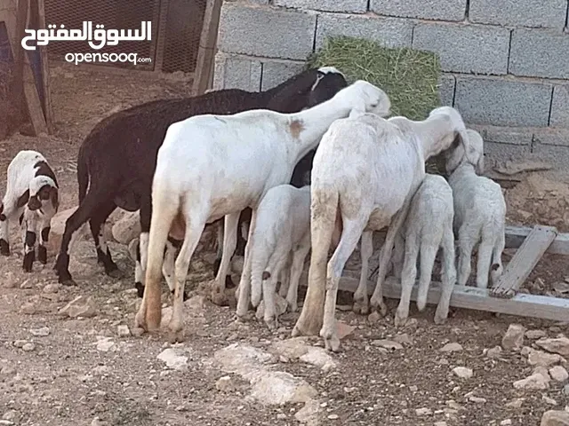 3 انعاج هجين زوز توميات و وحده فرديه عز عز ما تكسب