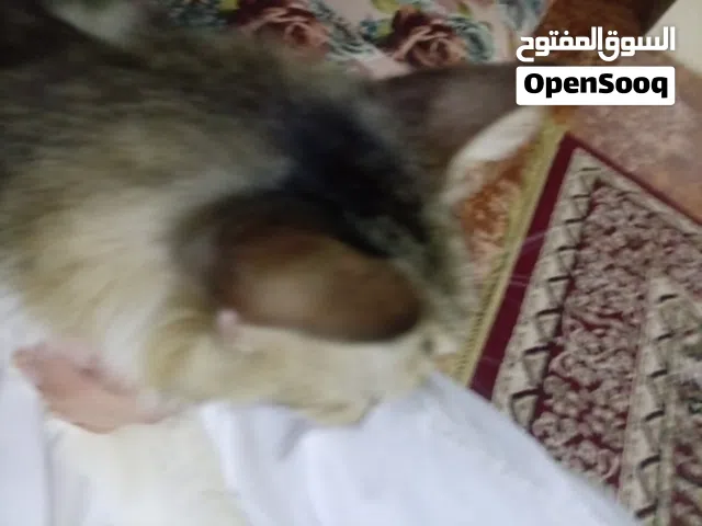 قطه شعرانية
