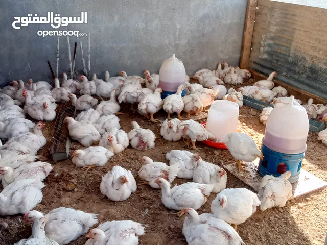 دجاج لاحم عمر 33 يوم..........