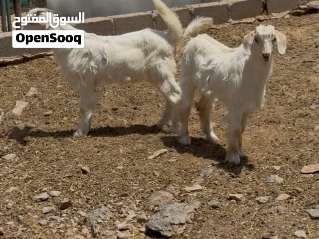 تيوس من حلال الجواميد
