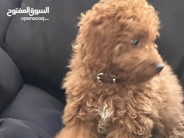 Female dog 2 months Vaccinated
