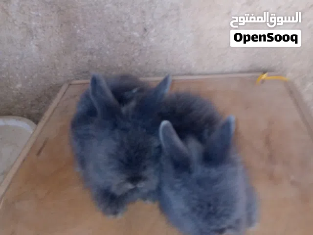 ارنب انقوره للبيع