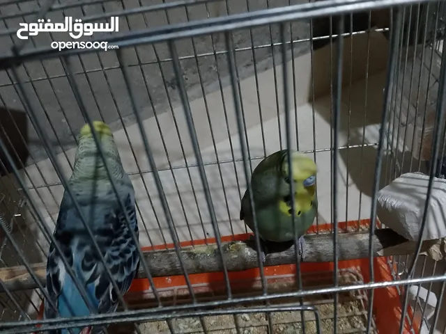 طيور الحب بلاك