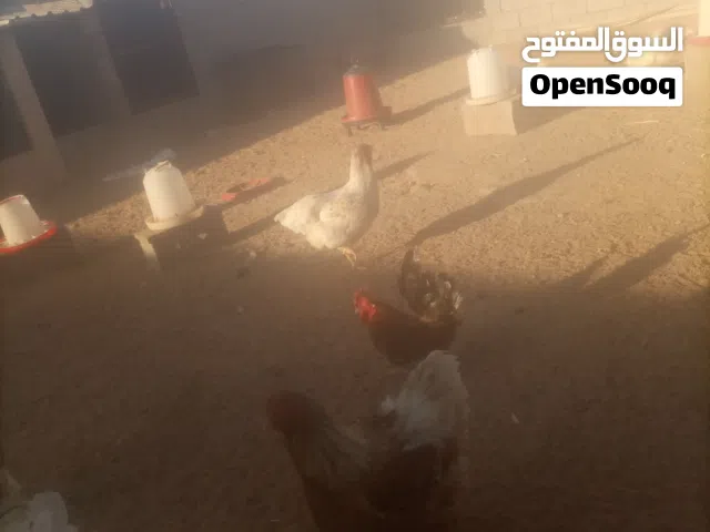 دجاجة ون دوت تحتها عشرة كتاكيت للبيع