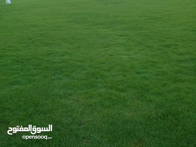 معشب طبيعي امريكي