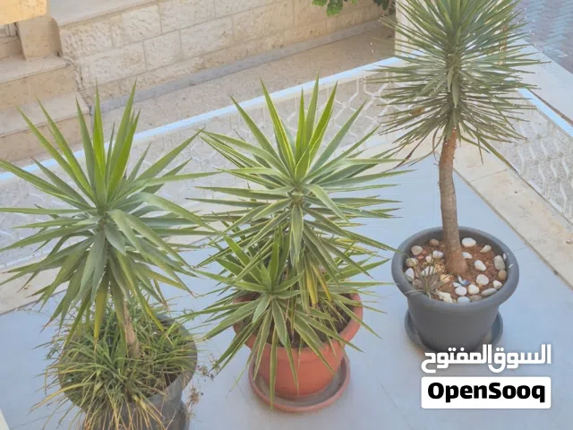 4 نباتات زينة خارجية للبيع  مع التراب و القوار  و الحجر  كامل مثل الصورة