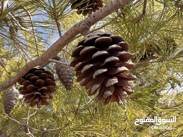 ارض مزروعة اشجار للبيع
