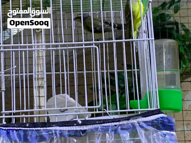 زوج موزمبيقي مبزرات سابقآ