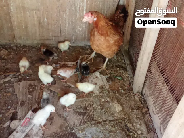 دجاجه وراها 11 فرخ ملقح