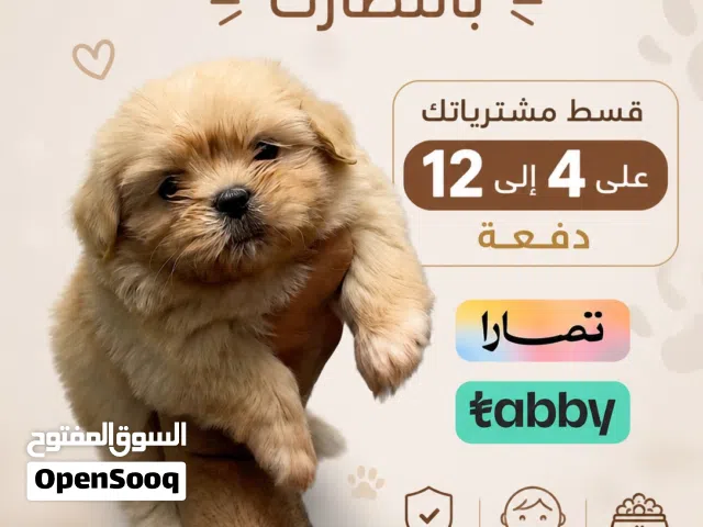 شيتزو بيور البيع عمر شهرين