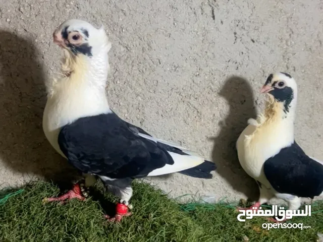 جوز مع فراخو 25