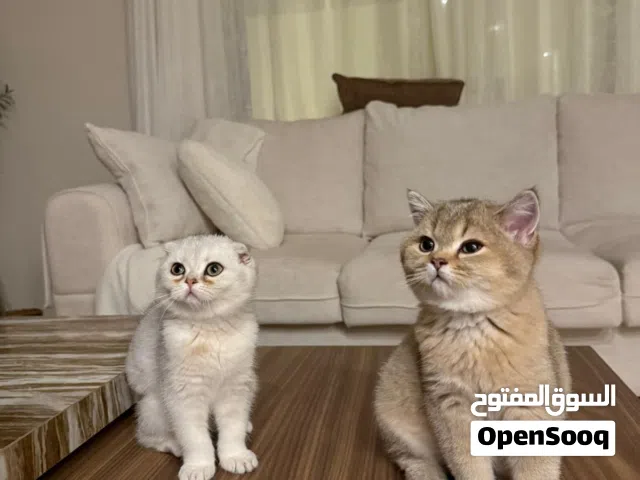 سكوتش فولد ذكر وانثى بمستوى راقي