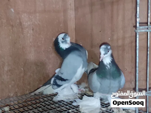 كوبيه ترمبيط مشاء الله