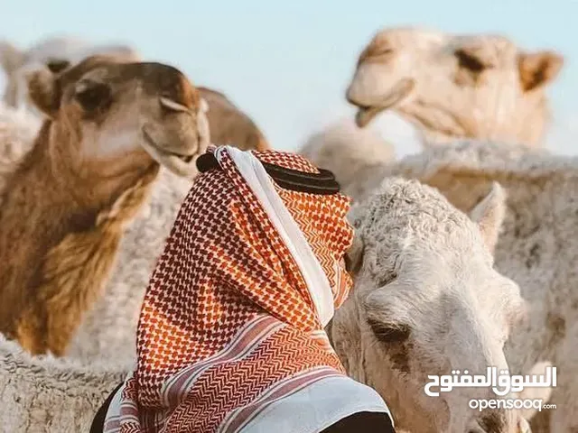 محمد الباكير