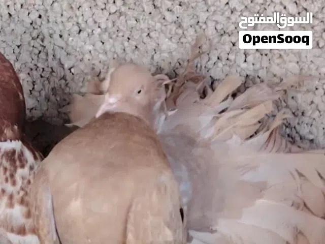 كوبيه تونسيه