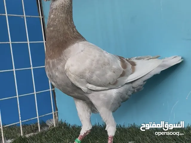 Homer pigeons of different colors