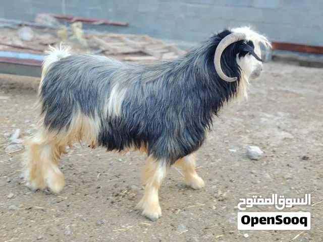 تيس رحبي أصيل للبيع لون أسود ملكي