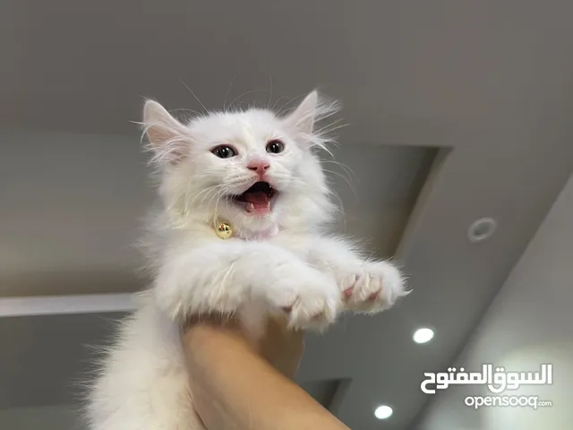 كيتن شيرازي بيور صغيرة للبيع بسعر مناسب لعوبة ونظيفة ،،، متدربه عاللتر بوكس للبيع المستعجل
