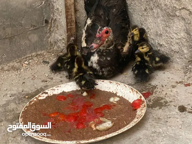بط مع فراخ 7بط شرشيري