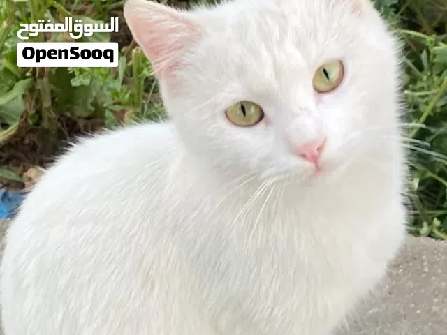 قطط للبيع السعر 50الف  وبيهن مجال
