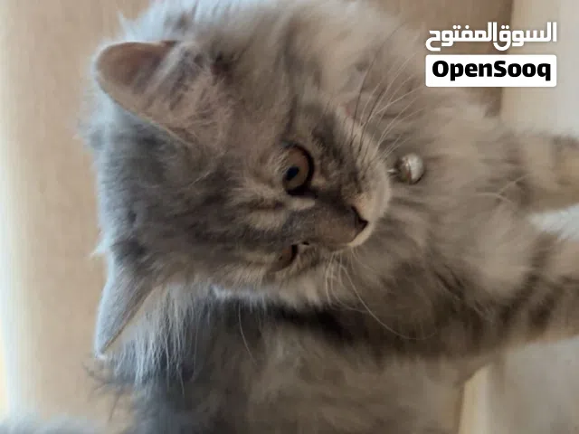 قط شيرازي متدرب ( السعر قابل للتفاوض)