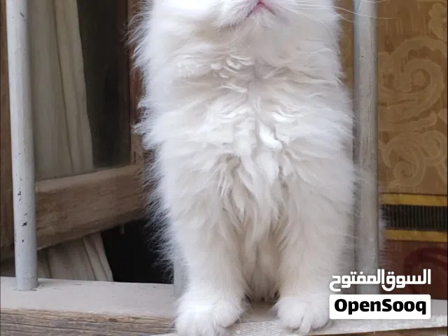 حيوانات للبيع