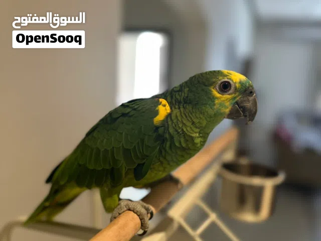 ببغاء الامزون جامبو متكلم
