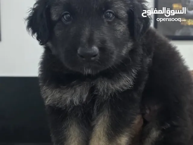 للبيع جرو جيرمن العمر قريب شهر انتاج قوي ورك لاين
